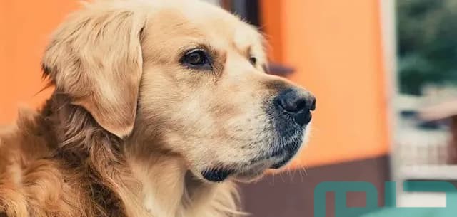 تفسير رؤية الكلاب في المنام تفسير رؤية الكلاب في المنام