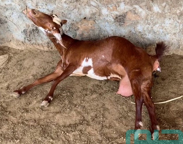 تفسير حلم رؤية الماعز تلد في المنام وعلاقته بالخير والبركة 2 تفسير رؤية الماعز تلد في المنام