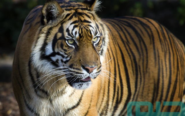 تفسير رؤية النمر في المنام للعزباء تفسير رؤية النمر في المنام للعزباء