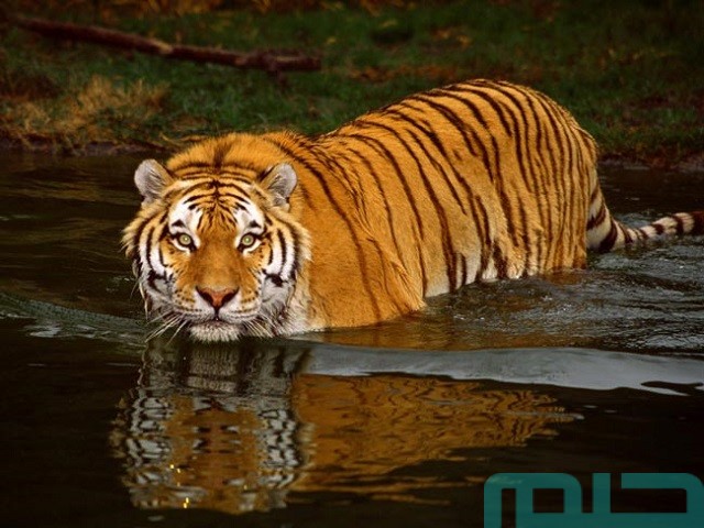 تفسير رؤية النمر في المنام للمسحور