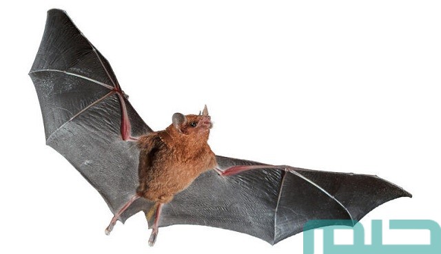 تفسير رؤية الوطواط في المنام