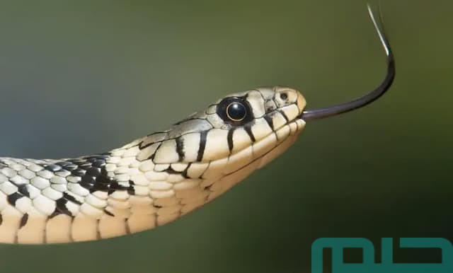 تفسير رؤية ثعبان غير سام في المنام تفسير رؤية ثعبان غير سام في المنام