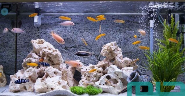 تفسير رؤية حوض السمك تفسير رؤية حوض السمك