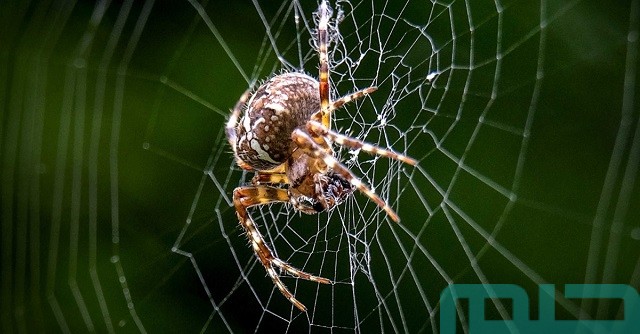 تفسير رؤية عناكب صغيرة تفسير رؤية عناكب صغيرة