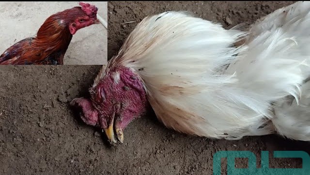 تفسير رؤية موت الدجاج في المنام تفسير رؤية موت الدجاج في المنام