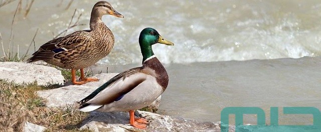 تفسير فرخ البط في المنام تفسير فرخ البط في المنام