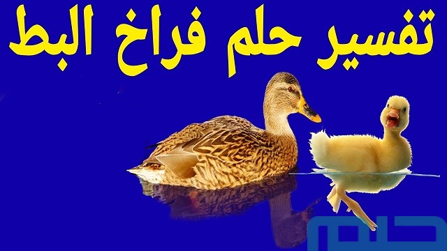 تفسير حلم رؤية فرخ البط والفراخ في المنام وعلاقتها بالرزق الوفير 2 تفسير فرخ البط والفراخ في المنام