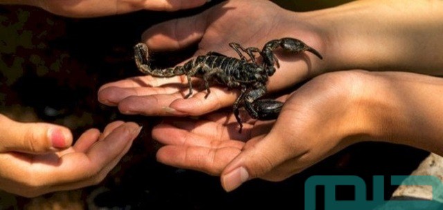 تفسير لدغة العقرب في اليد في المنام