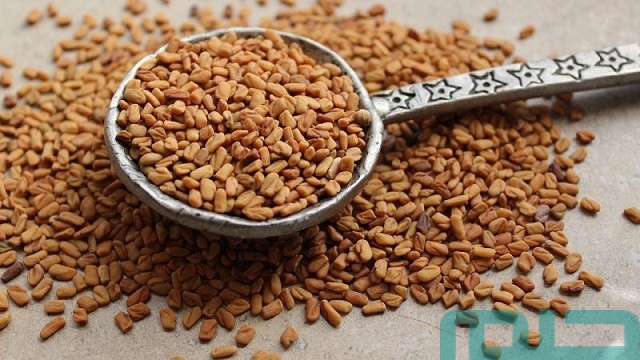 حلم الحلبة في المنام