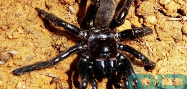 حلم العنكبوت الأسود