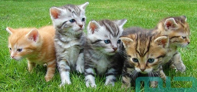 رؤية القطط الصغيرة الملونة رؤية القطط الصغيرة الملونة