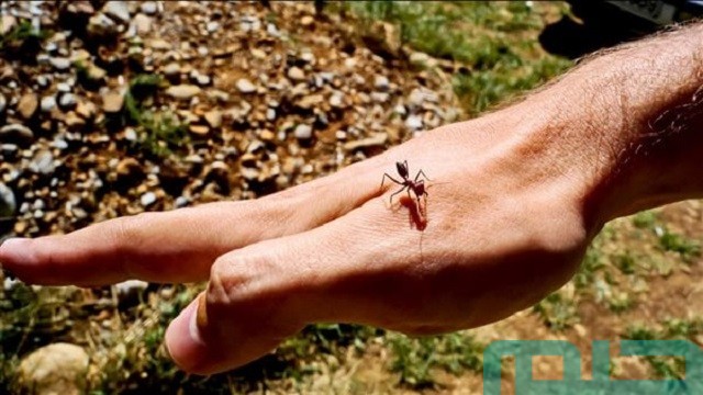 رؤية النمل يمشي على جسم الطفل رؤية النمل يمشي على جسم الطفل