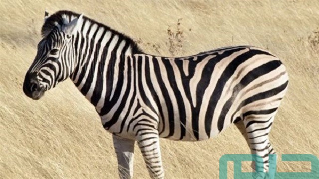 فسير الحمار الوحشي في المنام فسير الحمار الوحشي في المنام