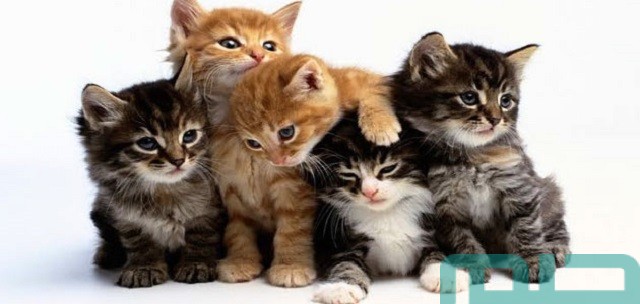 فسير حلم القطط الكثيرة والخوف منها فسير حلم القطط الكثيرة والخوف منها