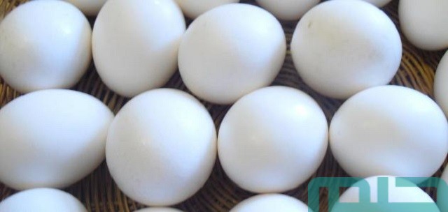 ما تفسير إعطاء البيض في المنام؟