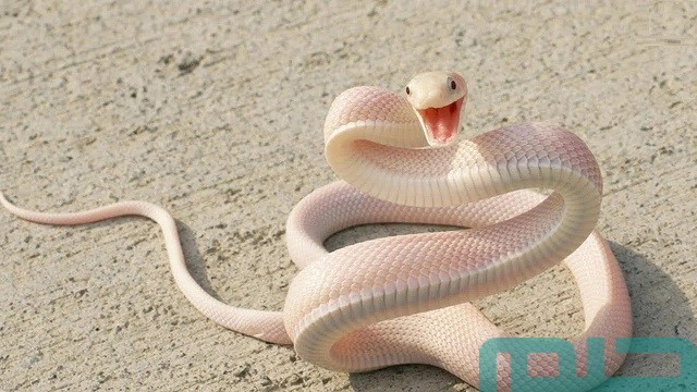 ما تفسير الخوف من الأفعى في المنام للمتزوجة؟ ما تفسير الخوف من الأفعى في المنام للمتزوجة؟