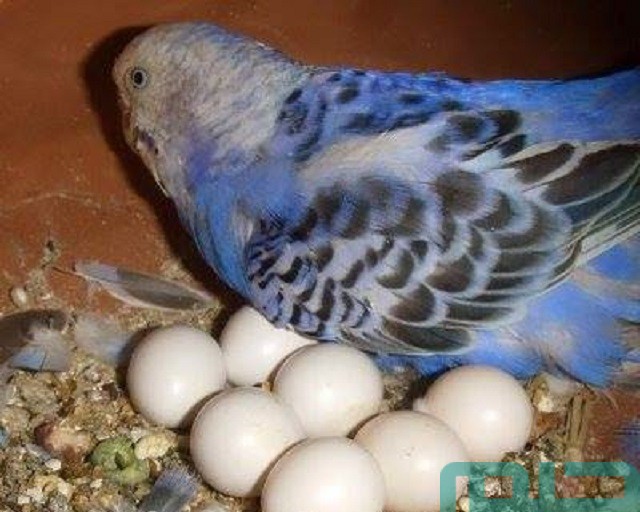 ما تفسير بيض الطيور في المنام ما تفسير بيض الطيور في المنام