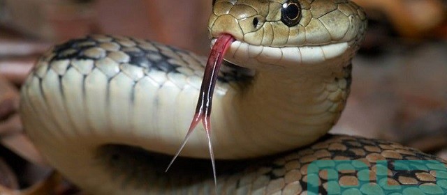 ما تفسير حلم الثعبان بعد الفجر ما تفسير حلم الثعبان بعد الفجر