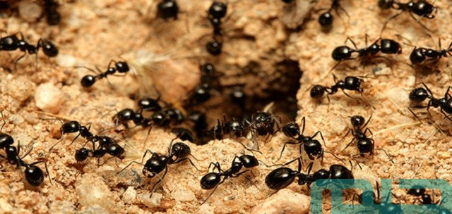 ما تفسير حلم النمل في الشعر