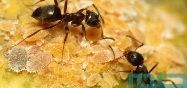 تفسير حلم رؤية النمل في دورة المياه في المنام وعلاقته بالتغيرات الإيجابية 2 ما تفسير حلم النمل في دورة المياه؟