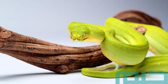 تفسير حلم رؤية تحول الثعبان إلى امرأة في المنام وعلاقتها بالتحولات البسيطة 2 ما تفسير حلم تحول الثعبان إلى امرأة؟