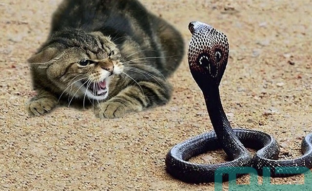 ما تفسير حلم ثعبان يهاجم قط؟ ما تفسير حلم ثعبان يهاجم قط؟