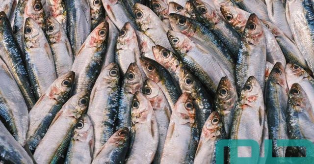 ما تفسير حلم رؤية السردين في المنام ما تفسير حلم رؤية السردين في المنام