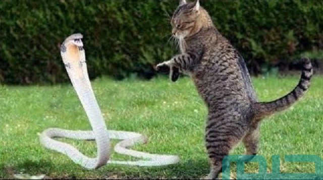 تفسير حلم رؤية قط يأكل ثعبان في المنام وعلاقته بالمشاكل 2 ما تفسير حلم قط يأكل ثعبان؟