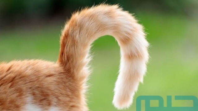 ما تفسير حلم قطع ذيل القطة في المنام؟ ما تفسير حلم قطع ذيل القطة في المنام؟