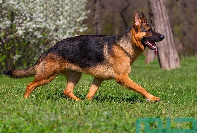 تفسير حلم رؤية هجوم الكلاب على طفل في المنام وعلاقته بالمستقبل 2 ما تفسير حلم هجوم الكلاب على طفل؟