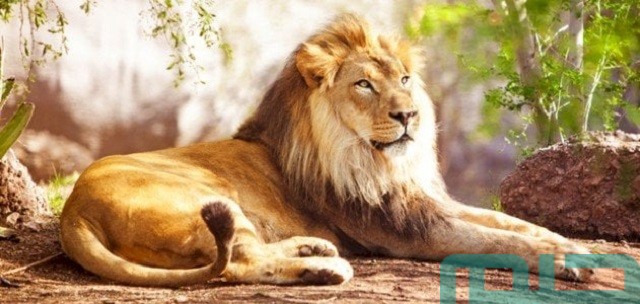 ما تفسير رؤية أسد ميت في المنام؟ ما تفسير رؤية أسد ميت في المنام؟