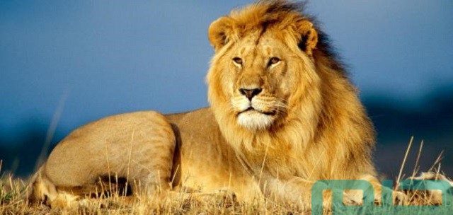 ما تفسير رؤية أسد هزيل في المنام؟ ما تفسير رؤية أسد هزيل في المنام؟