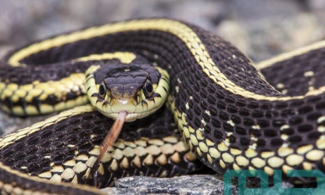 تفسير حلم رؤية الثعابين بعد قراءة سورة البقرة في المنام 2 ما تفسير رؤية الثعابين في المنام بعد قراءة سورة البقرة؟