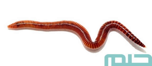 ما تفسير رؤية الدود على الملابس في المنام ومحاولة مقاومته؟