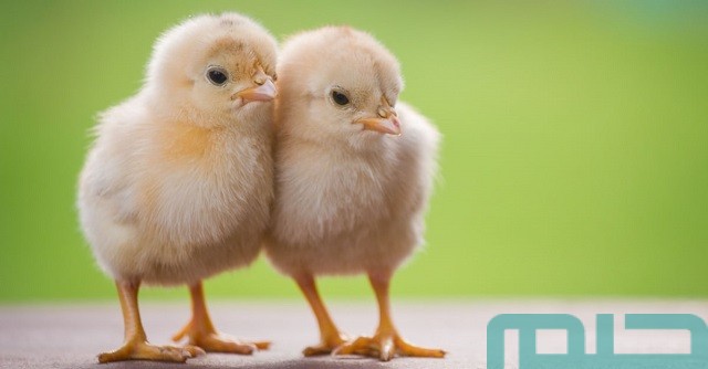 ما تفسير رؤية الصيصان في المنام للمتزوجة؟