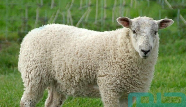 ما تفسير رؤية الكبش في المنام؟ ما تفسير رؤية الكبش في المنام؟