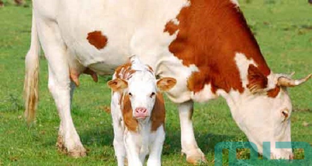 ما تفسير رؤية بقرة تلد توأمًا في المنام للمتزوجة؟