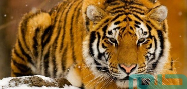 ما تفسير رؤية جلد النمر في المنام؟ ما تفسير رؤية جلد النمر في المنام؟