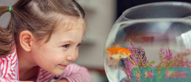 ما تفسير رؤية موت سمك الزينة في المنام؟