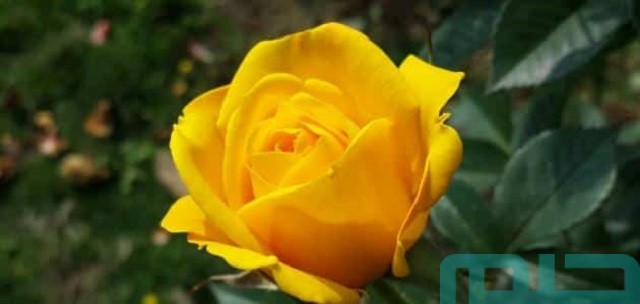 ما معنى الوردة الصفراء في المنام لابن سيرين ما معنى الوردة الصفراء في المنام لابن سيرين