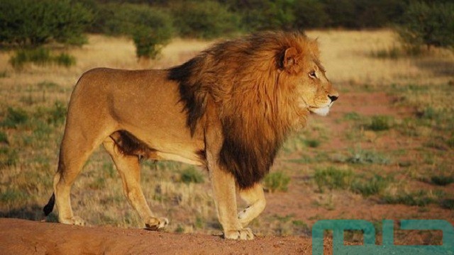 ما معنى حلم أسد يأكل إنسان قريب مني