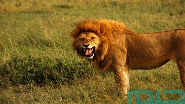 ما معنى حلم أسد يطاردني وأنا أهرب ما معنى حلم أسد يطاردني وأنا أهرب