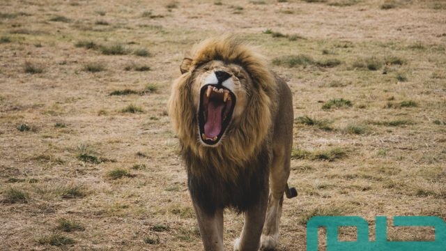 ما معنى حلم أسد يطاردني وأنا أهرب