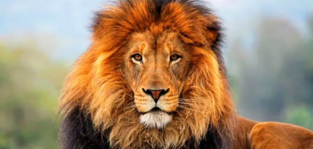 ماذا يعني حلم الأسد بعد الرقية؟ 1 ما معنى حلم الأسد بعد الرقية