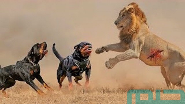 ما معنى رؤية الأسد والكلب معًا في المنام