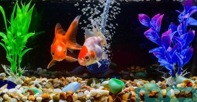 ما هو تفسير تفسير رؤية حوض السمك في المنام ما هو تفسير تفسير رؤية حوض السمك في المنام