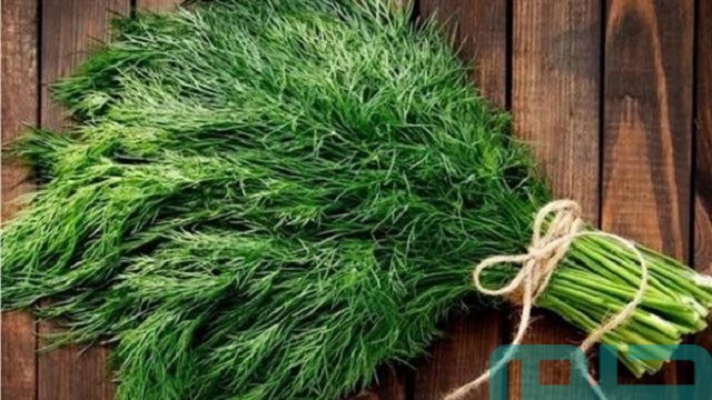 ما هو تفسير رؤية الشبت في المنام لابن سيرين