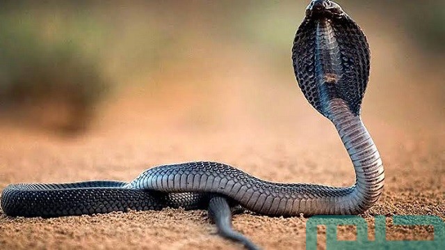 هل الثعبان في المنام سحر وعين؟ هل الثعبان في المنام سحر وعين؟