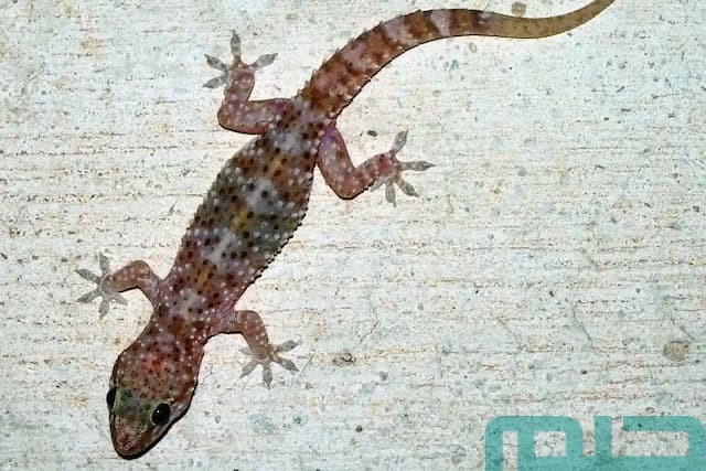 هل الوزغ في المنام يدل على السحر