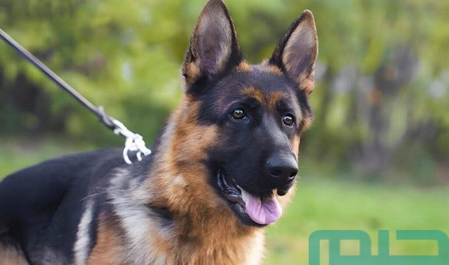 تفسير حلم الكلب فى المنام تفسير حلم الكلب فى المنام